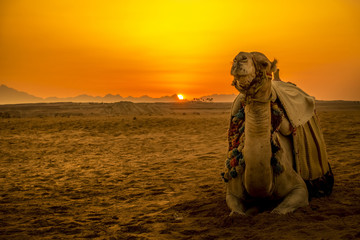 Chameau devant le coucher du soleil à Hurghada/Makadi Bay, Egypte