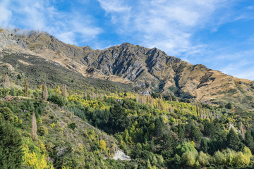 Fototapeta na wymiar Natural forest hill in Queenstown, South Island New Zealand