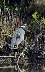 The yellow-crowned night heron