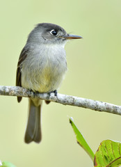 Cuban Pewee (Contopus caribaeus) perched on a branch