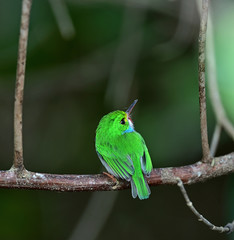 Cuban Tody (Todus multicolor)