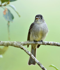 Cuban Pewee (Contopus caribaeus) perched on a branch