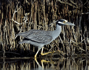 The yellow-crowned night heron