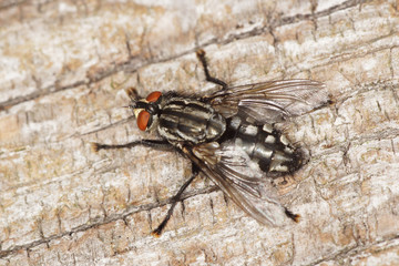 Flesh-fly, Grey Flesh fly