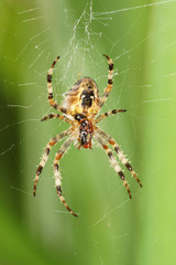 Garden Spider