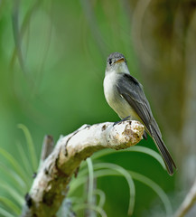 Cuban Pewee (Contopus caribaeus) perched on a branch