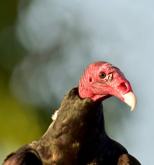 Turkey Vulture (Cathartes aura)