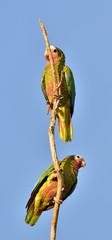 Cuban Parrot (Amazona leucocephala leucocephala), © Uryadnikov Sergey