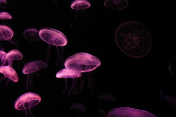 Moon Jellyfish in the dark