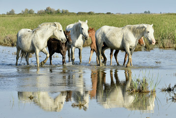 Fototapeta premium Portrait of the White Camargue Horse with a foal