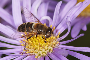 hover fly, hover-fly