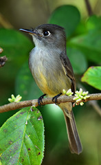 Cuban pewee (Contopus caribaeus)