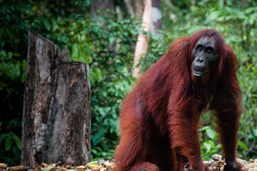 Female Orang Utan in Borneo Indonesia