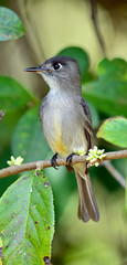 Cuban pewee (Contopus caribaeus)