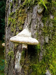 Big mushrooms on a tree