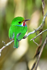 Cuban Tody (Todus multicolor)