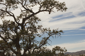 Fototapeta na wymiar A tree in the desert at Joshua Tree National Park, California. 