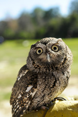Screech Owl