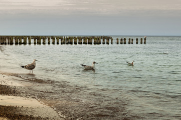 gulls on the beach