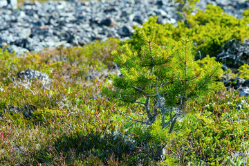 small pine in the afternoon in a taiga