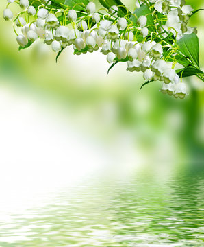 lily of the valley