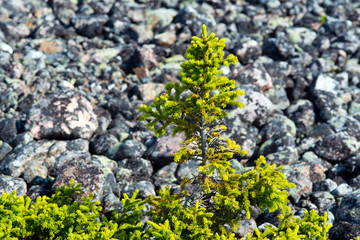 fir-tree in a taiga against stones