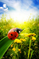 Obraz premium Ladybug on spring green field