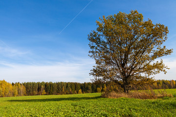 Lonely tree in the middle of the field