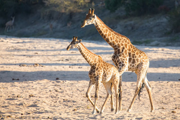 Two giraffe crossing dry river bed looking for fresh trees
