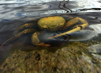 Blue Land Crab (Cardisoma Guanhumi) Mangrove Land Crab likely to be Cardisoma guanhumi Maria La Gorda Guanahacabibes UNESCO Biosphere Reserve Cuba Caribbe 