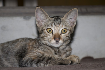 Fototapeta premium Cat with tiger pattern