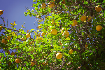 Lemon tree