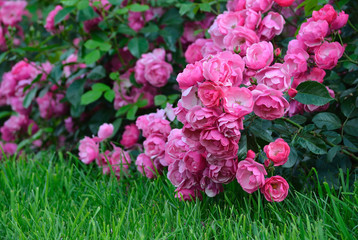 Flowering pink roses in the garden. Selective focus