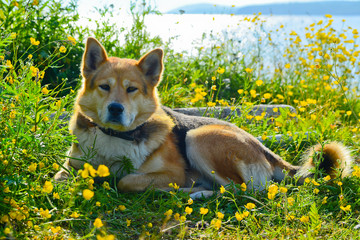 the dog lies in flowers