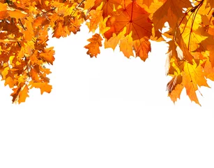 Photo sur Plexiglas Automne feuilles tombées dans la forêt d& 39 automne