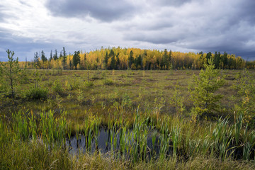 Autumn landscape in swamp.