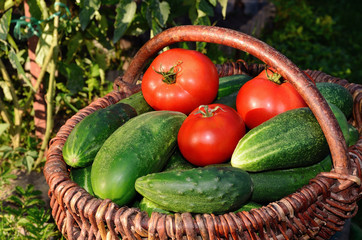 Harvest of cucumbers and tomatoes in a basket