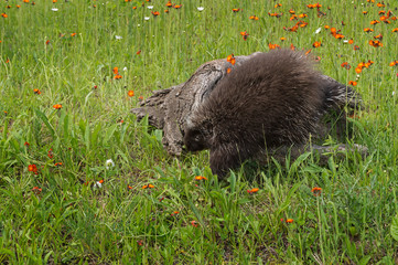 Porcupine (Erethizon dorsatum) Clambers Off Log