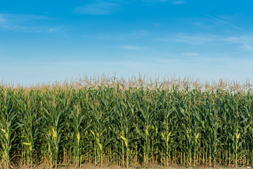 Corn field under the sun