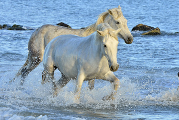 Fototapeta premium Herd of White Camargue horses running through water