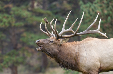Obraz premium Big Bull elk Bugling in the Rut