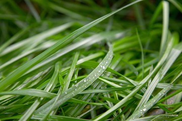 Grass background