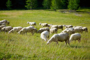 Fototapeta premium Sheep herd
