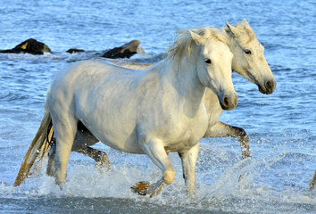 Obraz na płótnie Canvas Herd of White Camargue horses running through water