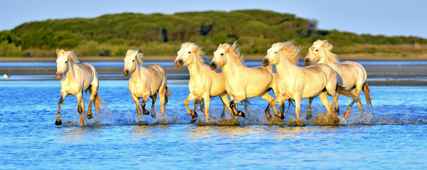 Herd of White Camargue horses running through water - obrazy, fototapety, plakaty