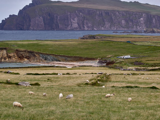 Sheeps at the Irish West coast