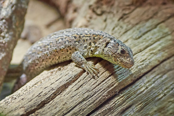 Sand lizard (Lacerta agilis)