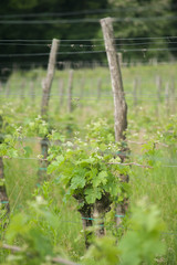 vine in the middle of the vineyard