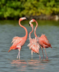 Mating dance of a flamingo