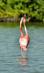Fototapeta na wymiar Mating dance of a flamingo